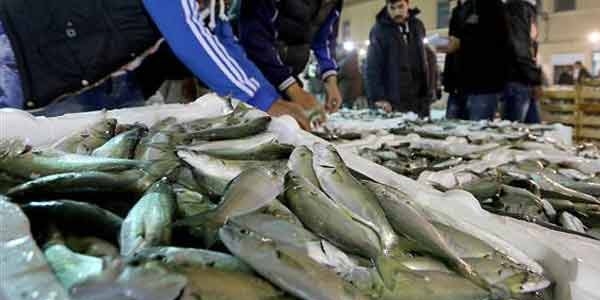 Çinekopun fiyatı 10 liraya düştü