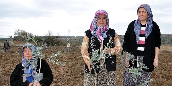 Dikilen zeytin fidanları için en az 10 yıl gerekiyor