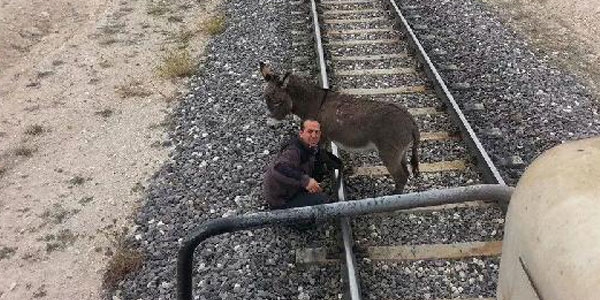 Demiryoluna ba�lanan e�e�i makinist kurtard�