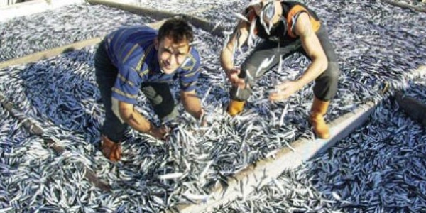 A�lar doldu, hamsi ucuzlad�