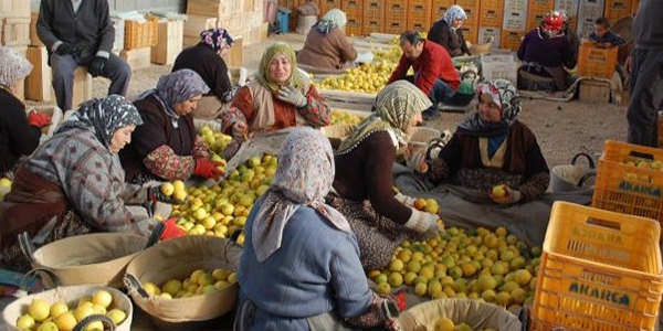 Dalında 75 kuruş tezgahta 5 TL