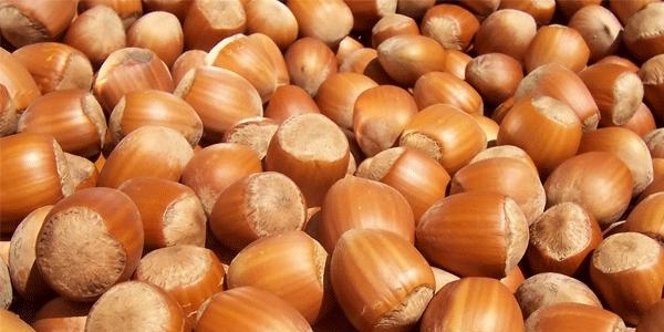 Fındık kabuğu kanser hastalarına şifa olacak!