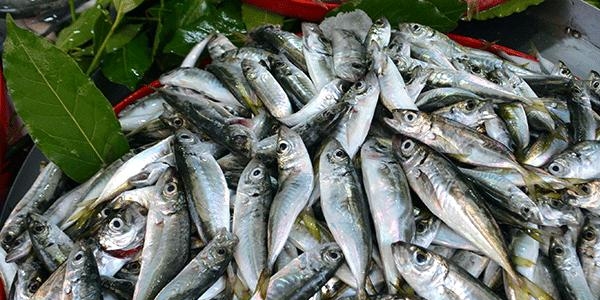 Balık fiyatları el yakıyor