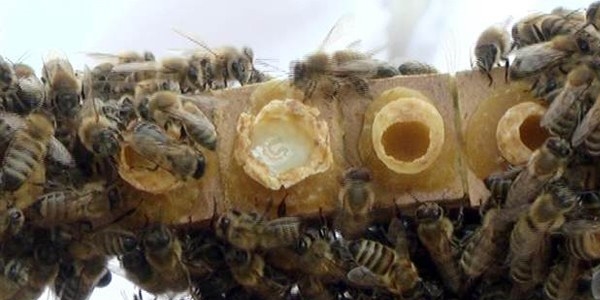 Ar� s�t�n�n kilosu 5 bin TL