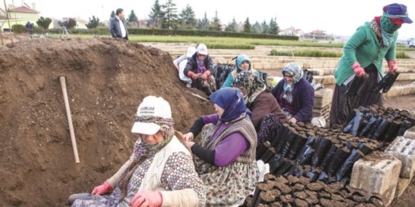 Bozkırın fidanları orman oluyor