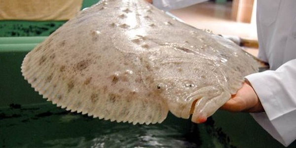 Kalkan bal���n�n kilogram� 100 liray� buldu!