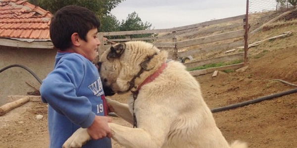 12 yaşındaki çocuk komşusu tarafından vuruldu
