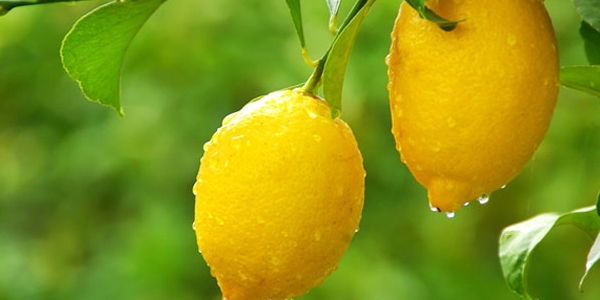 Limon'da büyük vurgun yapmışlar!