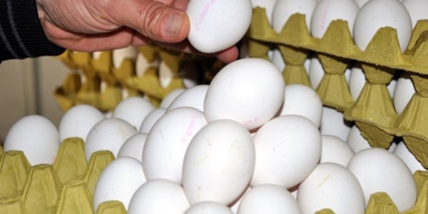 Yumurta üretimi rekor kırdı