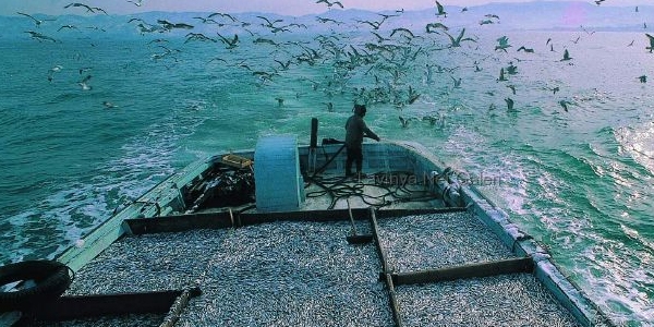 Hamsi gitti bal�k pahal�land�