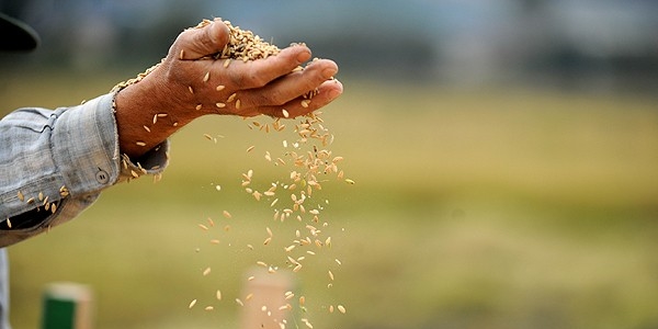KDV indirimi pirinç fiyatlarını düşürecek