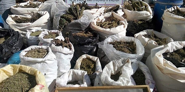 Geçen yıl yaklaşık 40 ton esrar ele geçirildi!