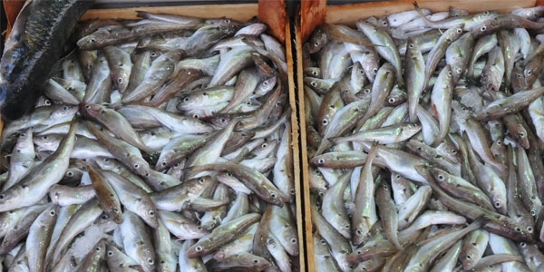 Balık fiyatları tavan yaptı