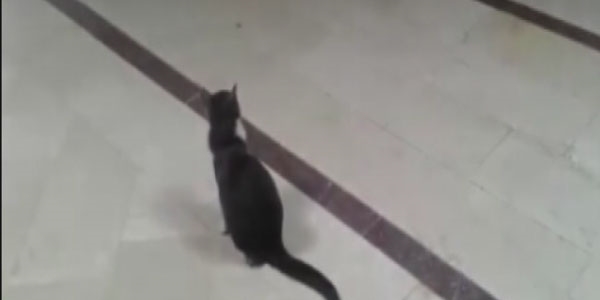 Çocuk Acil'de kedi rezaleti