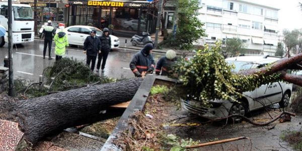 Bağdat Caddesi'nde ağaç yol ortasına devrildi