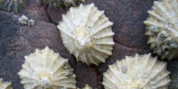 D�nyan�n en sa�lam maddesi deniz salyangozunda