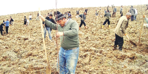 Muhtarlara 'Sulamadınız ağaçlar kurudu' cezası