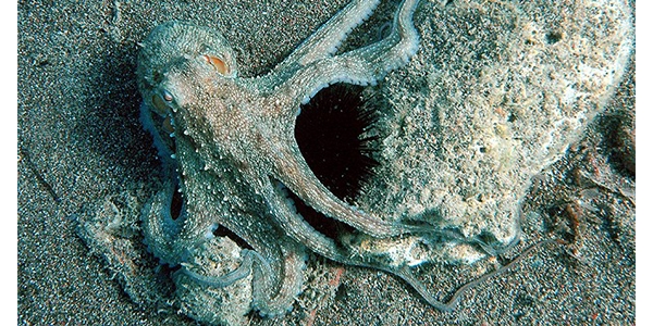 Antarktika ahtapotlar�n�n donmamas�n�n s�rr� ��z�ld�