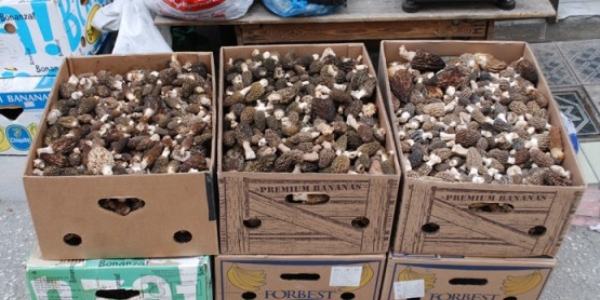 Kuzugöbeği mantarının kurusu 600, yaşı 100 lira