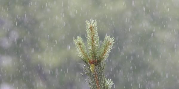 Konya Ovas�'nda ya���lar y�zde 89 art�� g�sterdi