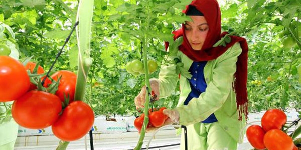 Eksi 35 derecede domates �retimi