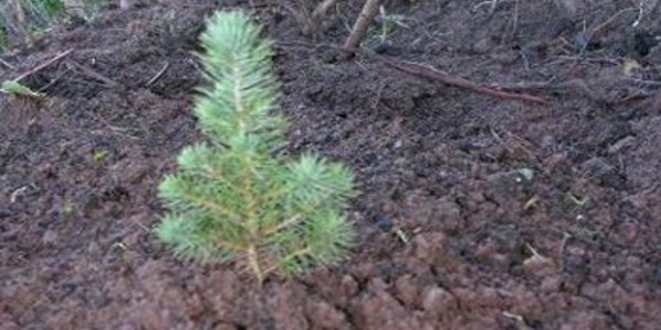 �cretsiz da��t�lan 2 bin fidan, 10 dakikada t�kendi