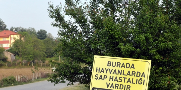 Ardahan'da şap karantinası