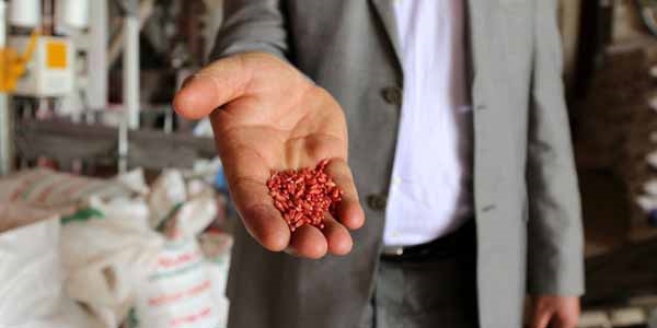 Köyüne tesis kurdu, Avrupa'ya tohum ihraç ediyor