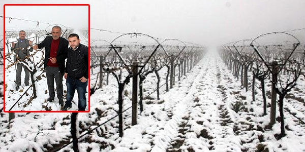 45 y�l sonra ya�an kar, �z�m ba�lar�n� vurdu