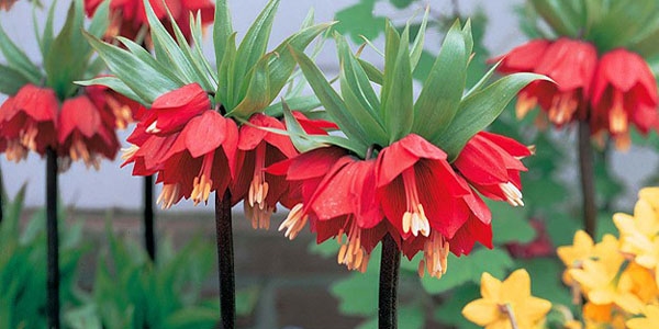 Ters lale d�nyaya tan�t�lacak