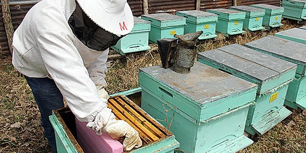 Balda 100 bin ton rekolte beklentisi