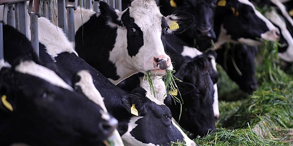 Hayvanc�l�kta b�y�me h�z kazand�