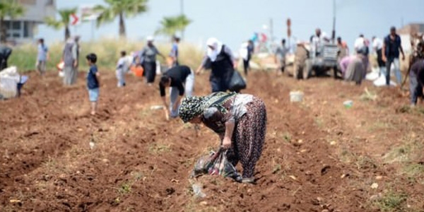 Patates fiyatları 3 lira ucuzlayacak!