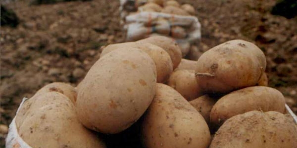 Devlet patates fiyatına müdahale edecek