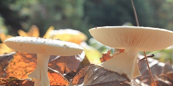 Bilinçsizce toplanan mantarı tüketmeyin