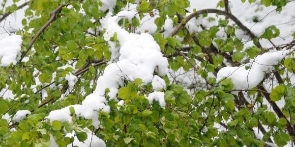 Kar ya���� f�nd�k �reticisini tedirgin etti