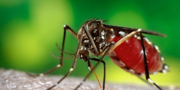 Sivrisineklerin hep sizi semesinin nedeni genlermi