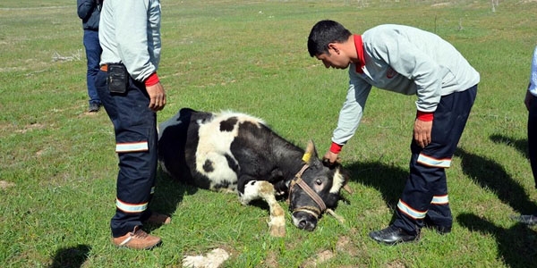 Ahırdan kaçan ineği polis yakalayıp kesti!