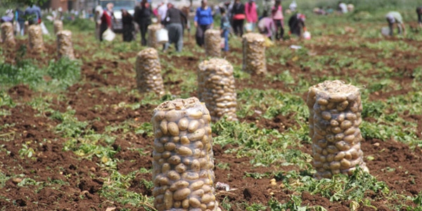 Patates tarlada 1 lira 70 kuruş pazarda 5 lira