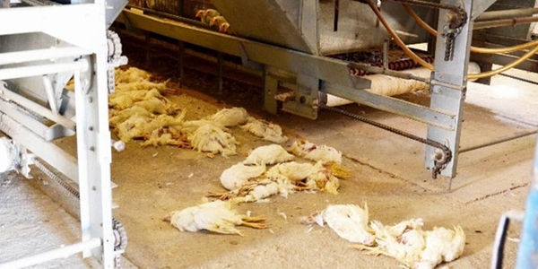 Balıkesir'de kanatlı ölümleri sürüyor