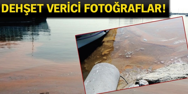 Sahillere bir haller oluyor, yetkililer ne yapıyor?