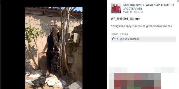 Kediye köpekli eziyete 1002 lira ceza