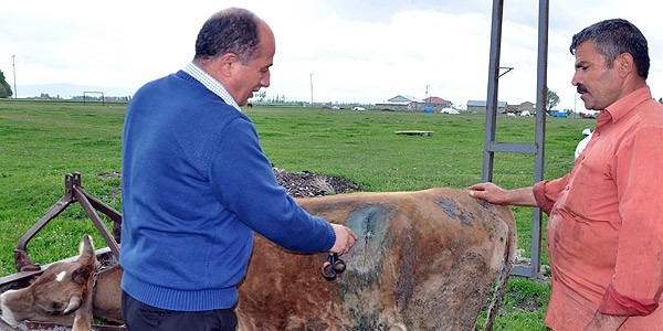 'Nefer' bitkisi 35 hayvan� telef etti!