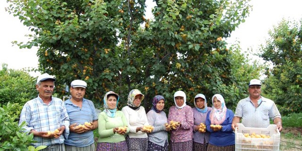 Mersin'de kay�s�n�n kilogram� 1,5 liraya d��t�