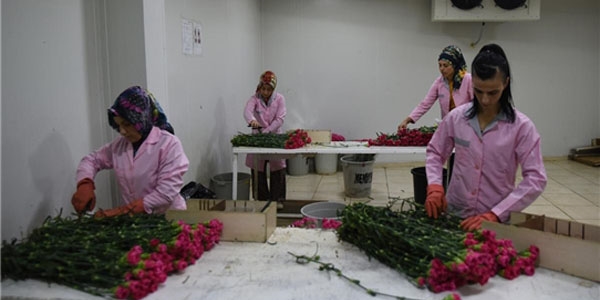 Siyasilerden se�menlere 40 milyon dal �i�ek