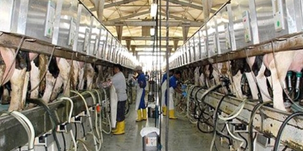 Sağlıklı nesiller için süt tüketilmeli