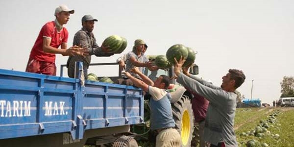 Adana'da ilk karpuz hasadı