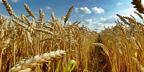 Bu�day �retiminde rekor bekleniyor