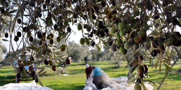 Ero�lu: Zeytinlikler k�yl�lere kiralanacak