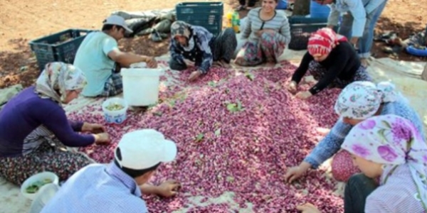 Antep f�st���nda y�ksek rekolte beklentisi